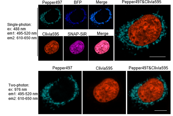 Starter kits for Clivia fluorescent RNA