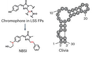 Cliva Long Stock's Shift Fluorescent RNA