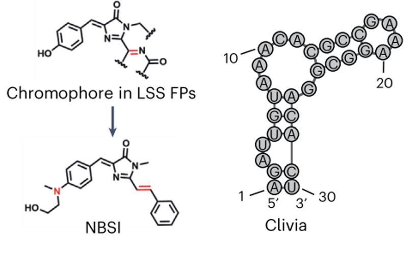 Clivia Long Stock&#39;s Shift Fluorescent RNA