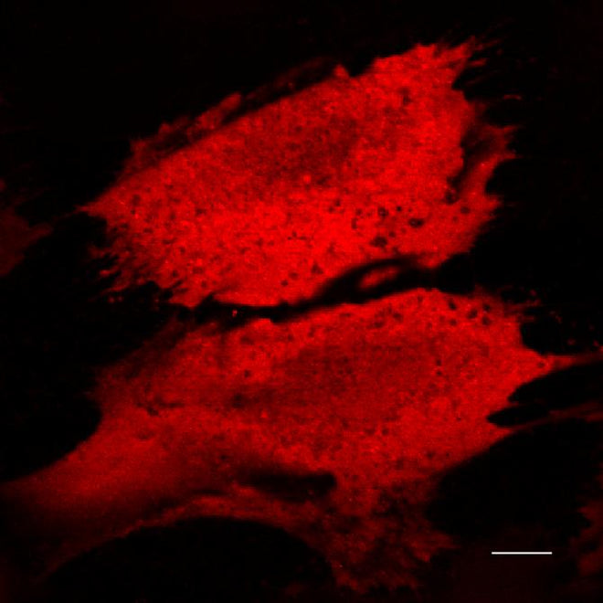 Mammalian Fluorescent RNA Expressing Plasmids