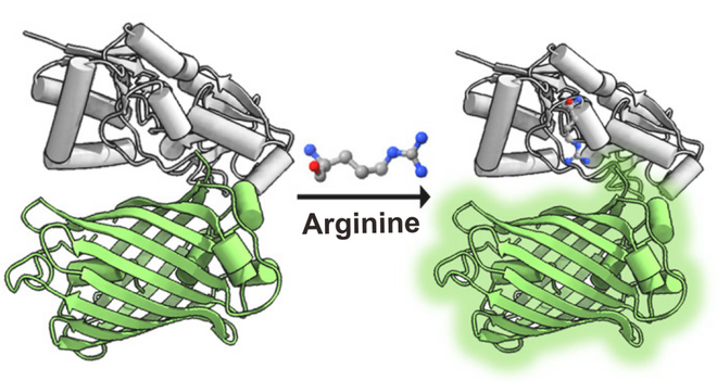 Amino acid sensors