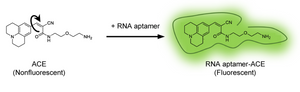 ACE ligands for the Okra bright green fluorescent RNA