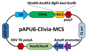 pAPU6-Clivia-MCS