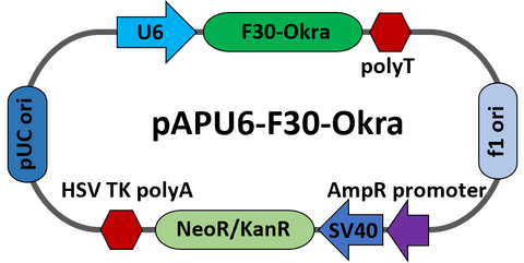 pAPU6-F30-Okra
