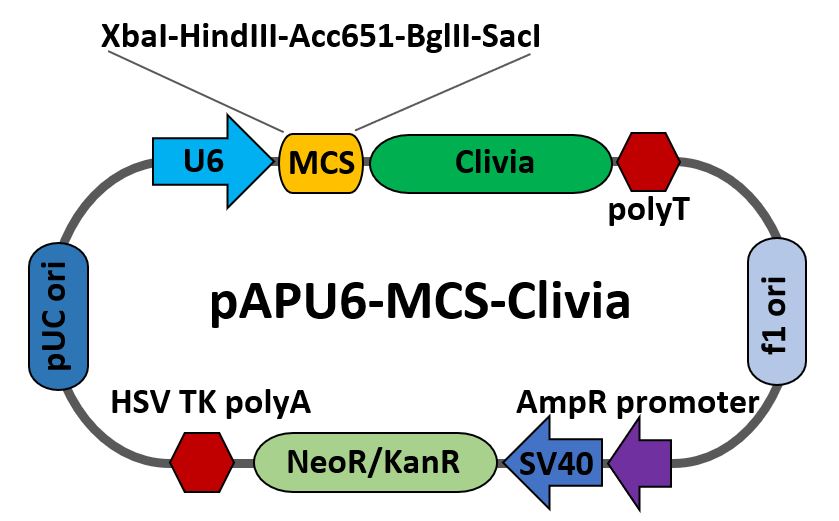 pAPU6-MCS-Clivia