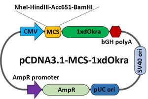 pcDNA-MCS-dOkra