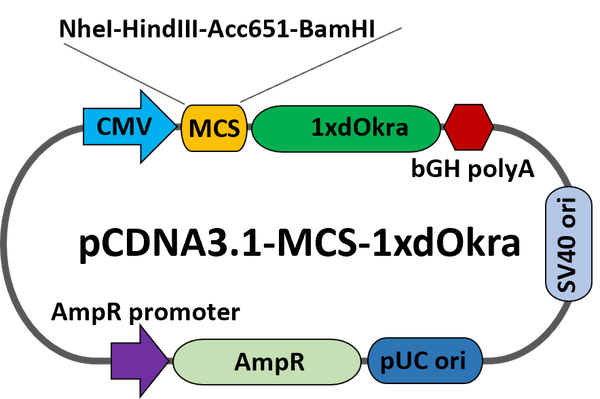 pcDNA-MCS-dOkra