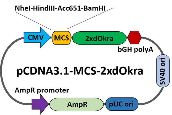 pcDNA-MCS-dOkra