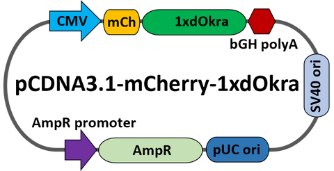 pcDNA-mCherry-dOkra