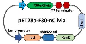 pET28a-F30-nClivia