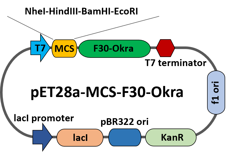 pET28a-MCS-F30-Okra