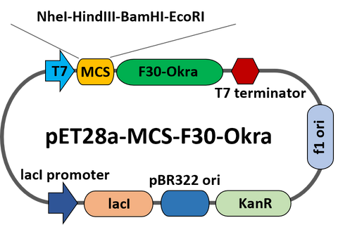 pET28a-MCS-F30-Okra