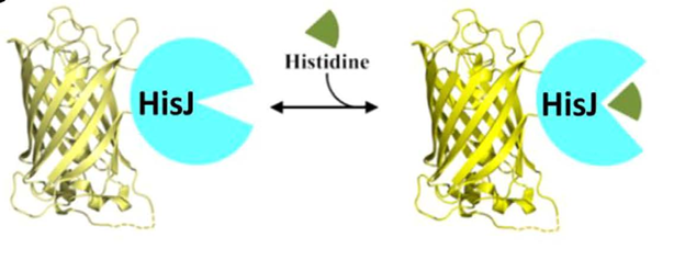 Amino acid sensors