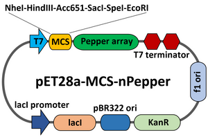 PET28-MCS-Pepper